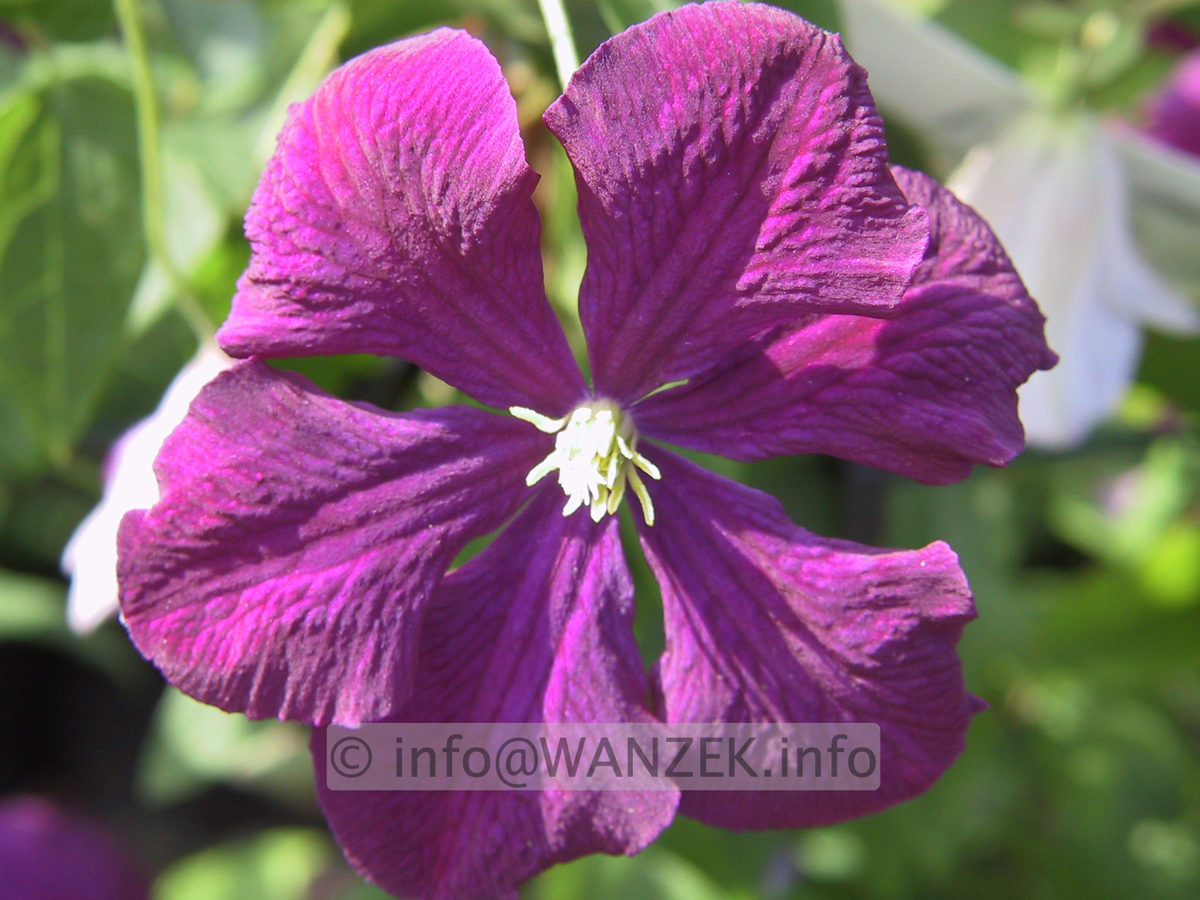 Clematis viticella Etoile Violette - Bluetenmacro.jpg